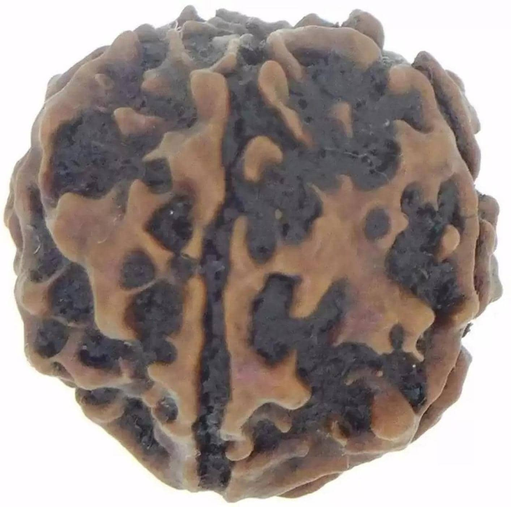 Chopra Gems Wood Five Mukhi Rudraksha Brown (Men and Women)