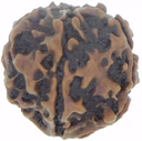 Chopra Gems Wood Five Mukhi Rudraksha Brown (Men and Women)